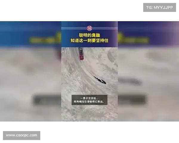 聪明的臭鼬明白坚持的意义此刻他要稳住自己迎接挑战